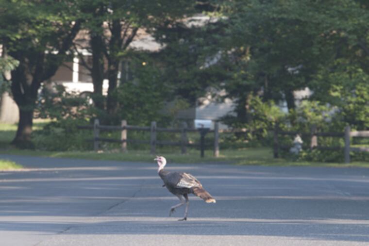Hainesport’s new ordinance aims at a perceived nuisance. CLEM MURRAY / Staff