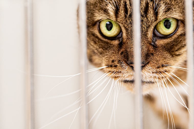 A kitten looks on from inside a kennel at the ACCT animal adoption facilities in Philadelphia, Pa. Thursday, November 18, 2021.
