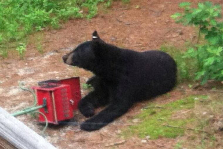 A black bear has been seen in the Sanctuary Development of Evesham. (Photo from the Evesham Township Police Facebook page)
