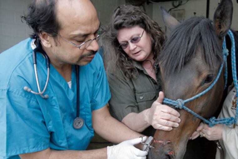 Dr. Ravi Muraka applies a tender touch to an injured nose at the Philadelphia SPCA in May 2008. (Akira Suwa / Staff photographer)