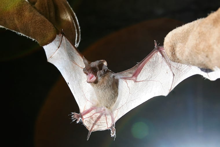 Kathleen O'Brien writes that she willingly shares her property with deer, rabbits, and foxes because those animals have the good manners to live elsewhere. Bats, however, are a different story.