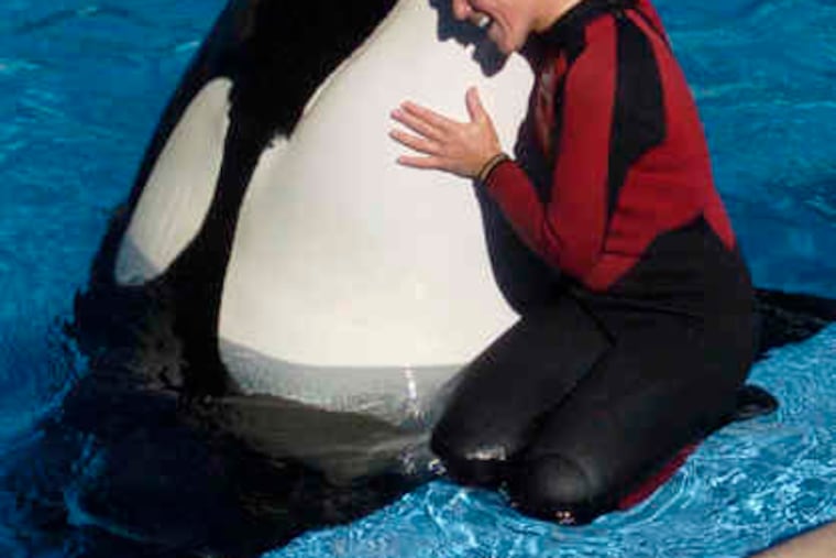 Dawn Brancheau, a whale trainer at SeaWorld Adventure Parkin Orlando, in a 2005 file photograph. A six-ton orca dragged Brancheau underwater to her death Wednesday in Orlando.