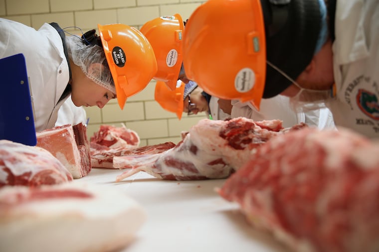 University of Florida meat judging team members, including senior Allison Conchiglia, left, practice judging specifications at Penn State University's meats lab in State College, Pa., on Friday, Sept. 27, 2019. Students were preparing for a meat judging competition in Wyalusing the following day.