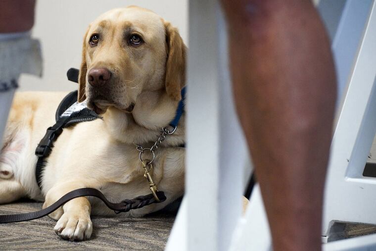 The concept of pets on planes has become a hot-button issue of late as emotional support animals have become more prominent than ever.