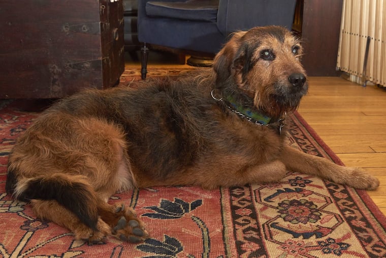 Venus, the 12-year-old Swedish Briard who helped reverse an inherited form of blindness in humans.