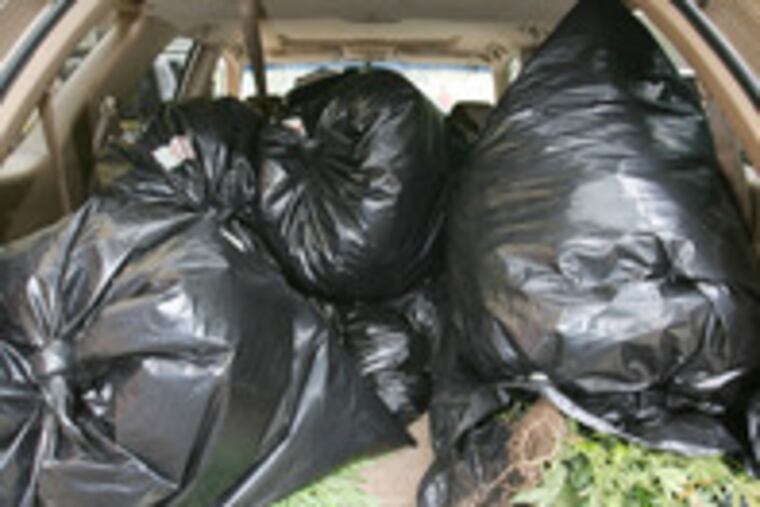 Bags in a police vehicle (above) hold pot (right) grown at 22nd near Green.
