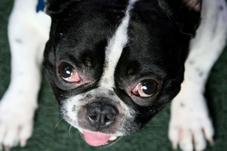 Stitch, a 5-year-old French bulldog is at the center of a legal dispute as to who is his rightful owner. (Gary Friedman/Los Angeles Times/MCT)