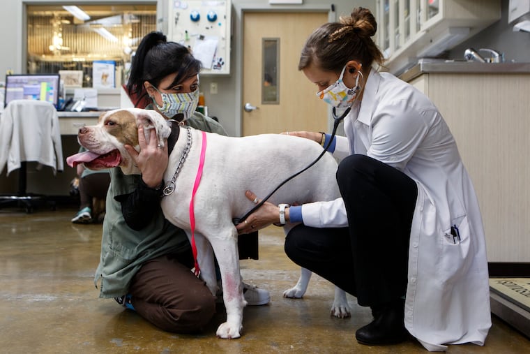Vet tech Ashley Kultau, left, and Dr. Marisa Shulman check out Orik at Riverview Animal Hospital on Thursday, April 9, 2020 in Chattanooga, Tenn. With a 25% drop in business due to the COVID-19 pandemic, Riverivew Animal Hospital has applied for a federal paycheck protection loan to help keep the full staff employed. But what were the secrets of those who got loans? (C.B. Schmelter/Chattanooga Times Free Press via AP)