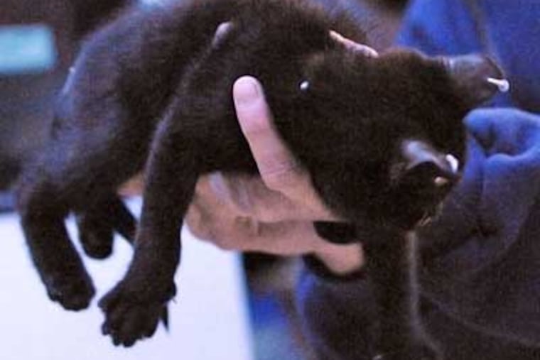 Wayne Harvey, SPCA kennel attendant, holds a kitten that was taken from a home in Ross Twp. in December because some of its body parts were pierced. Holly Crawford, who marketed "gothic kittens" with ear, neck and tail piercings over the Internet was charged with animal cruelty and conspiracy on Tuesday. (AP Photo/Don Carey, Times Leader Photo)