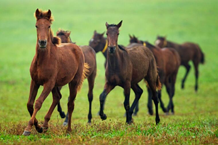 Yearlings gallop at Perretti Farms in Monmouth County. General manager Anthony Perretti, saying New Jersey is no longer competitive with neighboring states, plans to sell scores of his horses. (Ed Hille / Staff Photographer)