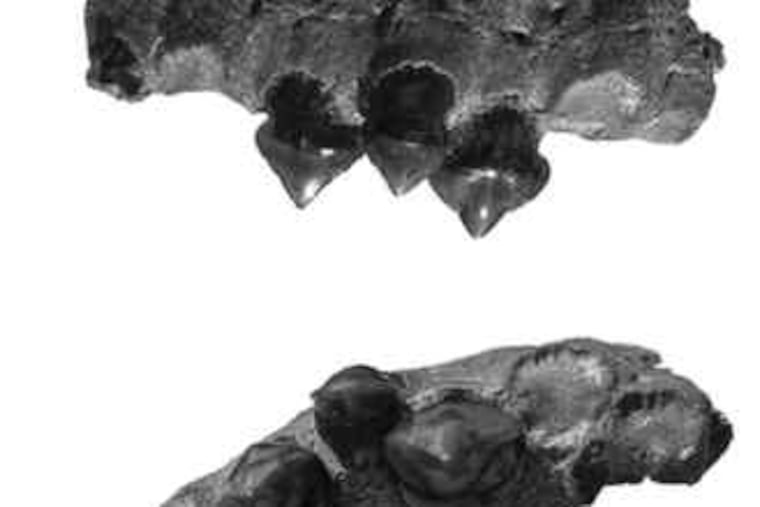 The Megapiranha paranensis fossil's upper jaw and teeth (side, bottom views).