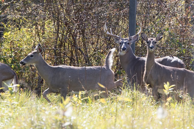 Whitetail deer in a Perry County, PA. field.