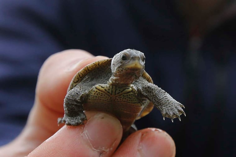 At the Wetlands Institute in Stone Harbor, biologist Brian Williamson is about to release a 10-month-old Northern diamondback terrapin back into the wetlands near where it climbed out of its nest..