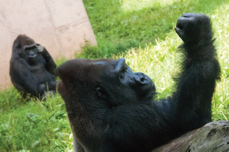 Jabari (front) and Kira, who arrived at the Philadelphia Zoo in early July 2013, have given officials reason to hope for the first gorilla baby in nearly three decades.