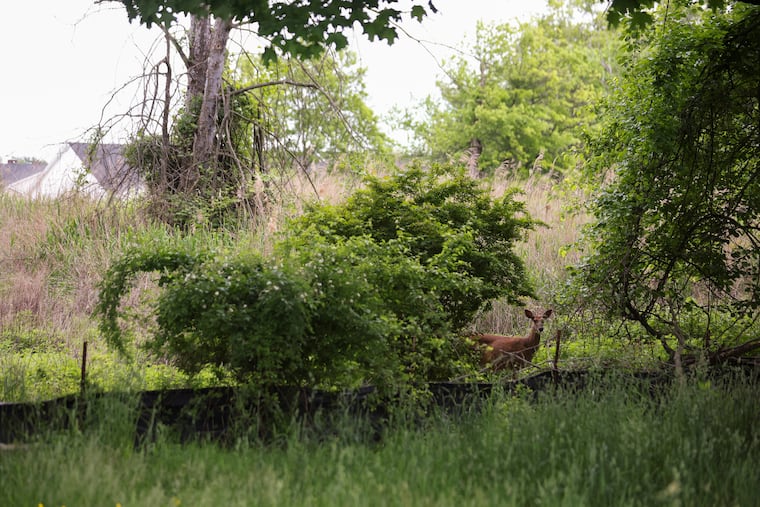 Deer in the 17-acre plot at Southampton and Carter Roads that the Pennsylvania Game Commission recently announced would become the first legal hunting grounds within Philadelphia county.