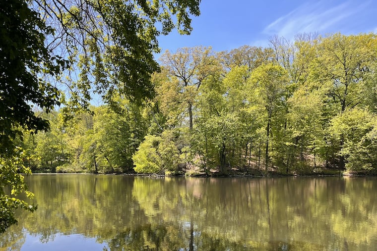 The new Laurel Lake Preserve in Camden County as viewed on May 1.
