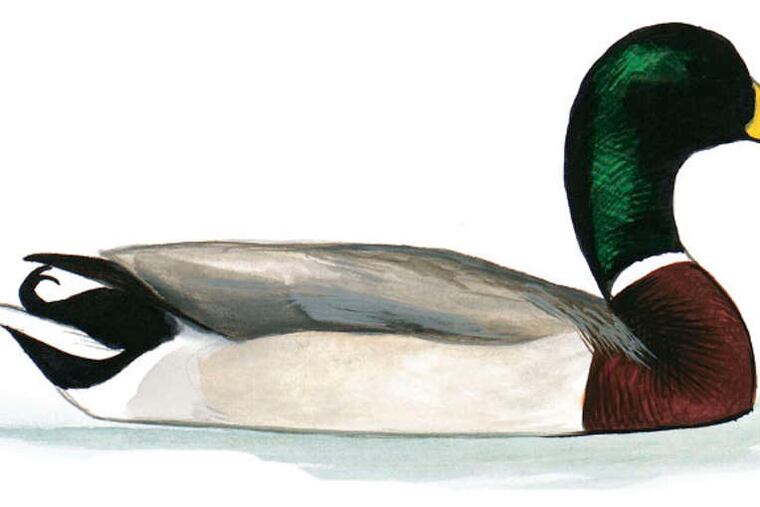 Mallard duck. More than 46.7 million people watch birds.