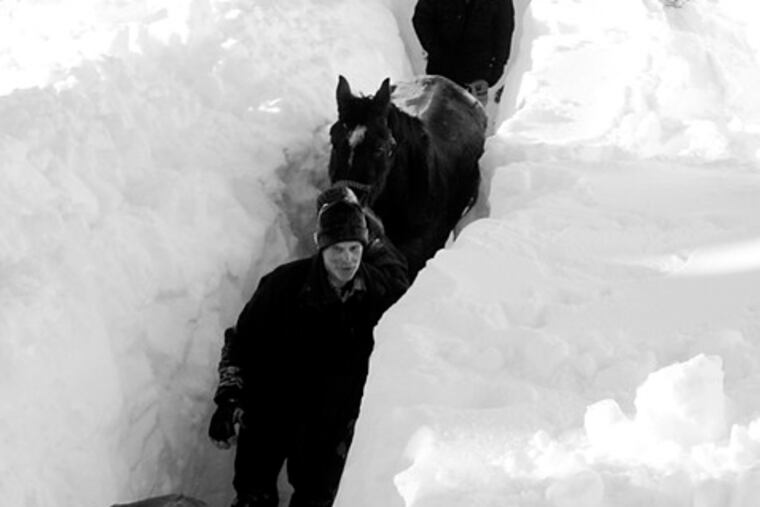 Rescuers lead the horses down the mountain through a trench that volunteers dug in six feet of snow in British Columbia.