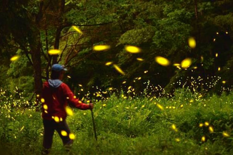 Fireflies are seen in Kellettville in Forest County, Pa.