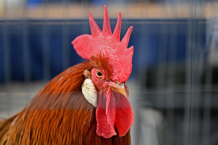 A reserve grand champion large Mediterranean chicken at the Pennsylvania Farm Show Jan. 10, 2022. This year's show will have limitations on live bird exhibits to minimize the risk of spreading bird flu.