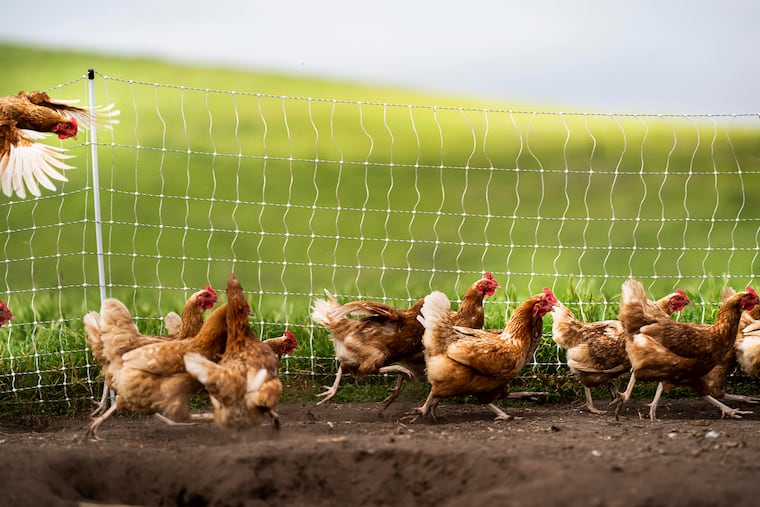 Laying hens become excited during feeding time at egg producer Lisa Knutson's farm, Pasture Chick Ranch in Hollister, Calif. With the "shelter-in-place" directive from California Gov. Gavin Newsom in effect, most restaurants are closed, which are one of Knutson's primary customers.