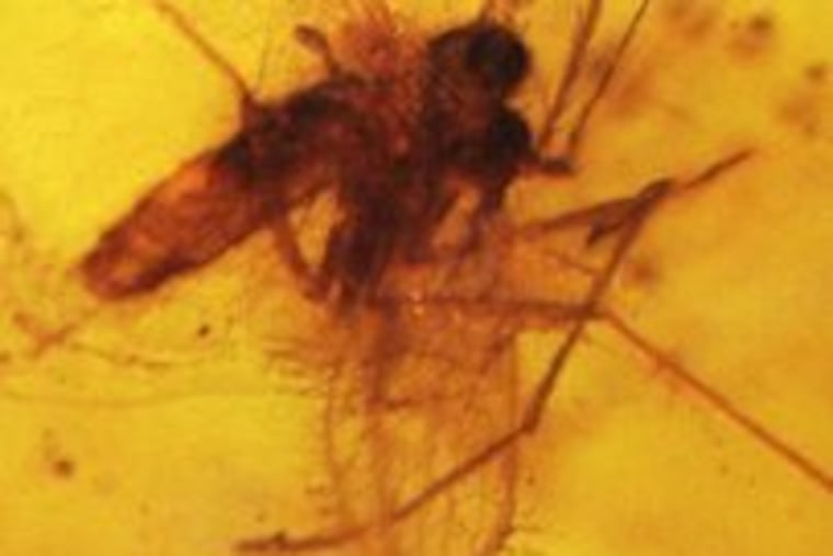 From "What Bugged the Dinosaurs?" Preserved in Burmese amber, a sand fly roughly 100 million years old contains reptilian blood cells infected with the potentially fatal parasite leishmania.