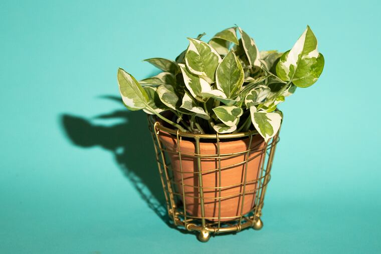 giant planting pots Tuscany Planter Large