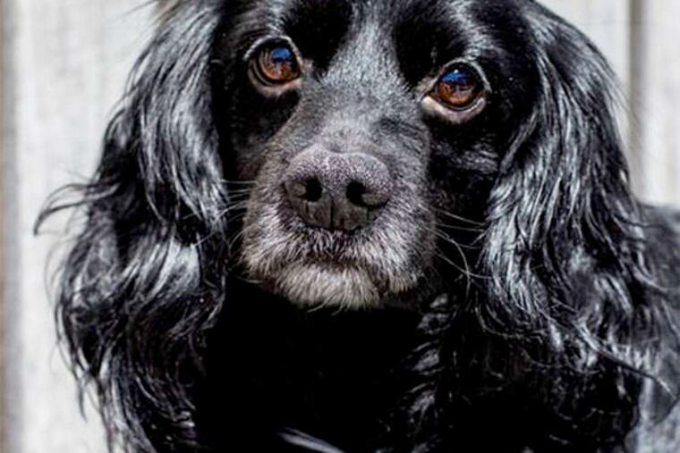 Cottontail: Cocker-spaniel mix.