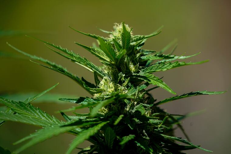 A marijuana plant. (Kent Nishimura / Los Angeles Times/TNS)