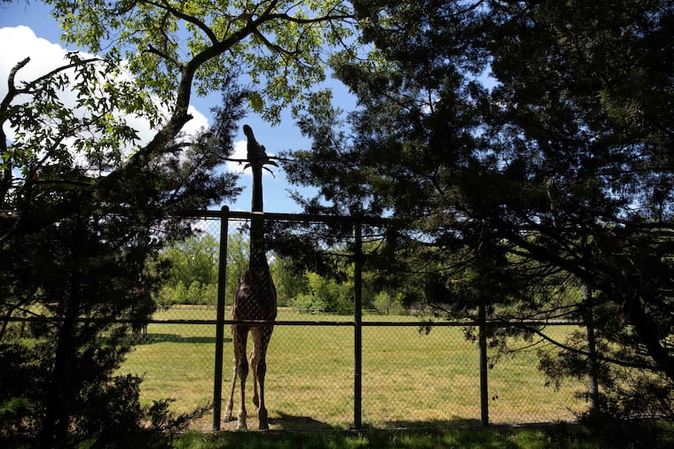 A giraffe reaches for leaves at Cape May County Zoo.