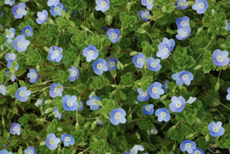Field speedwell, in addition to its beauty, makes a great herbal tea loaded with medicinal properties.