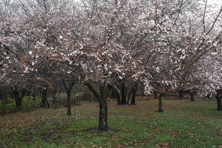 Cherry trees on Kelly Drive showed signs of life Thursday. Plant experts don’t seem too concerned.