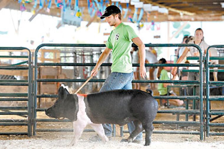 Kyle Dupper, 18, of Woolwich, guides 270-pound Hampshire-cross hog Bourbon around the ring at the Gloucester County 4-H Fair in Mullica Hill. (Clem Murray / Staff Photographer)