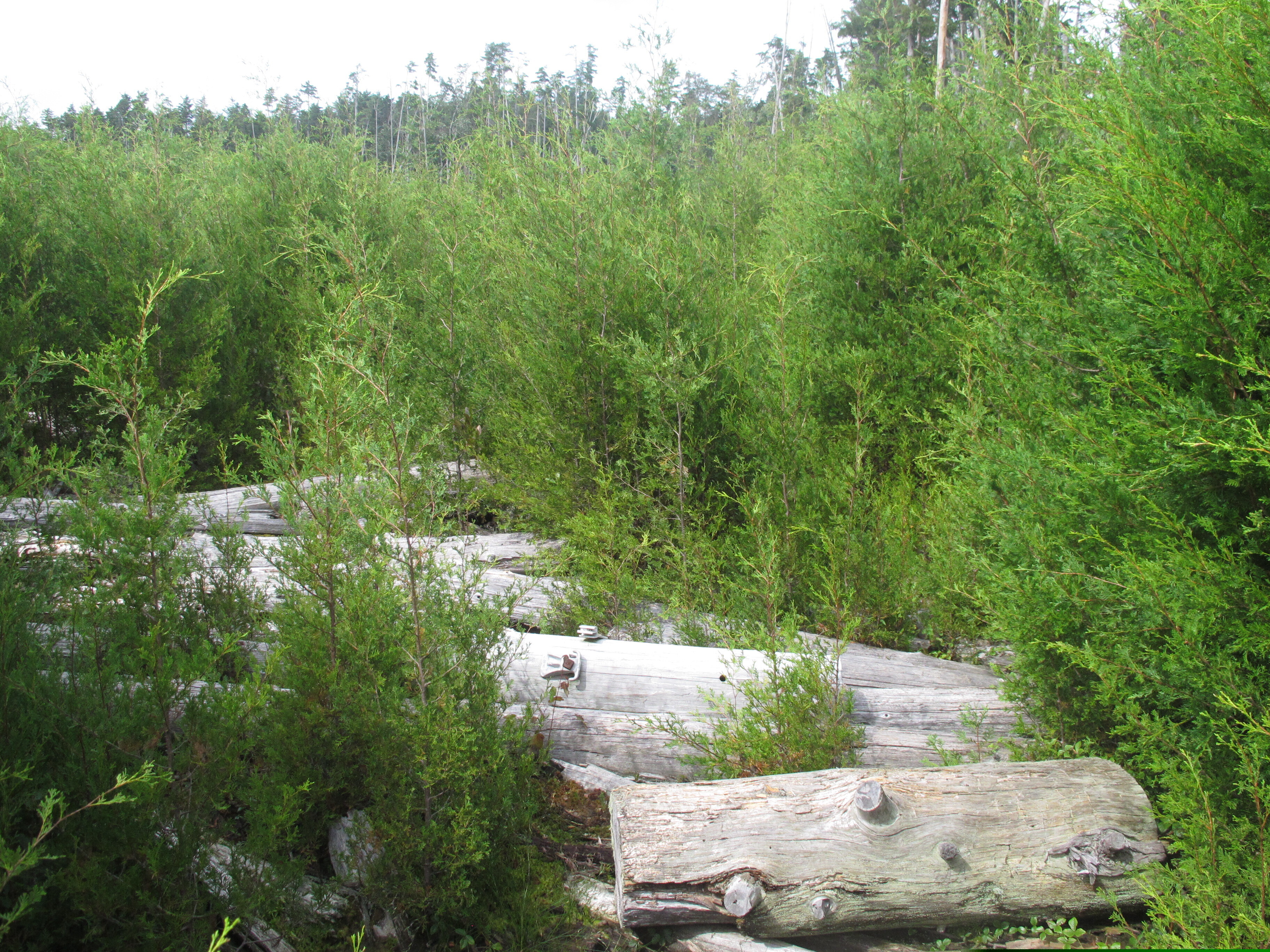 Young Atlantic white cedar trees growing in an area of Double Trouble State Park in Berkeley Township, where logging was once common.