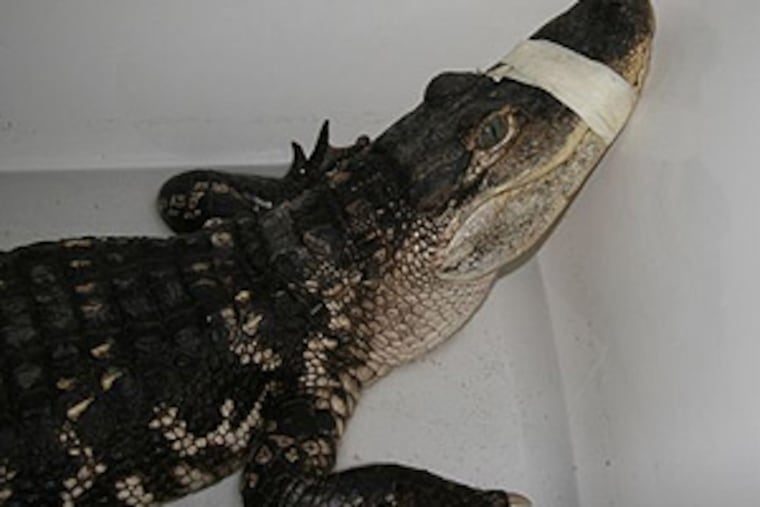 The gator to be named later in the bathtub of Warminster's director of public works.