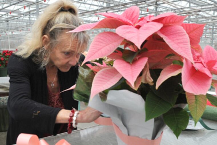 Lisa Stanley decorates a poinsettia at her business, Stanley's
Greenhouse, Friday, Dec. 16 in Knoxville, Tenn. (AP Photo/Adam Brimer,
Knoxville News Sentinel)
