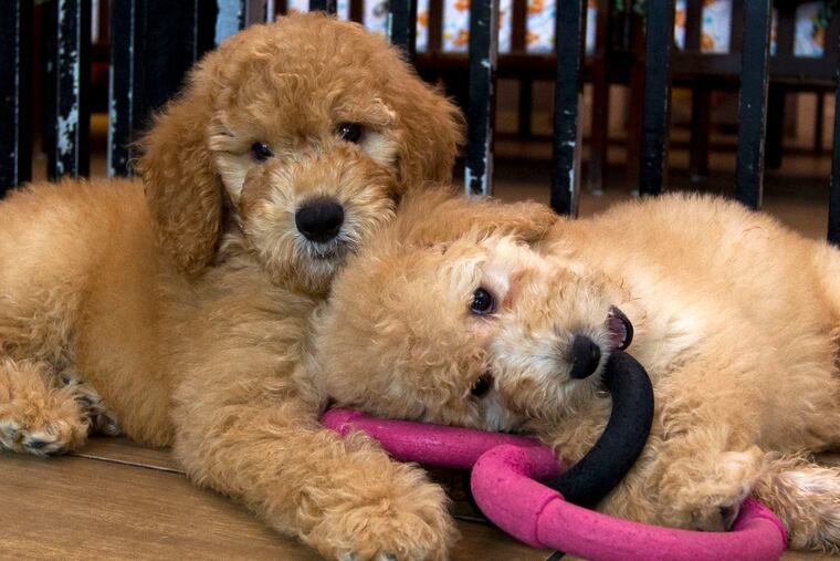 Humans aren't the only ones who need a bit of grooming.