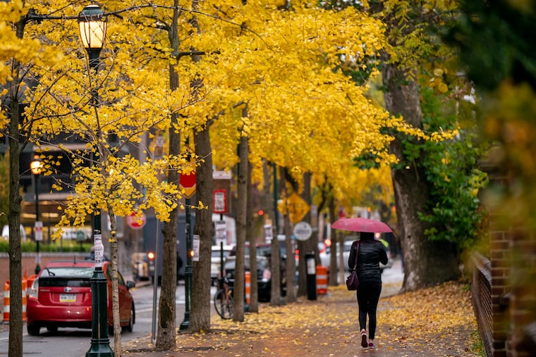Ginkgo trees with distinctive fan-shaped leaves line Washington Square in November.