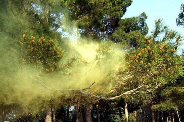 A “yellow smoke” plume of pollen from the pines.