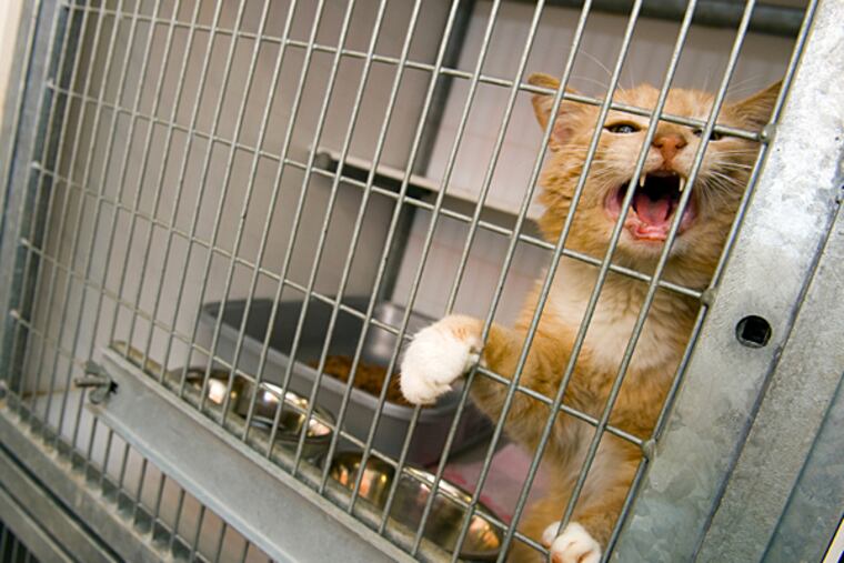 Cat euthanasia numbers fell by 50 percent in June contrasted with June 2013, according to numbers posted by the Animal Care and Control Team, the city-supervised animal shelter. (iStock)