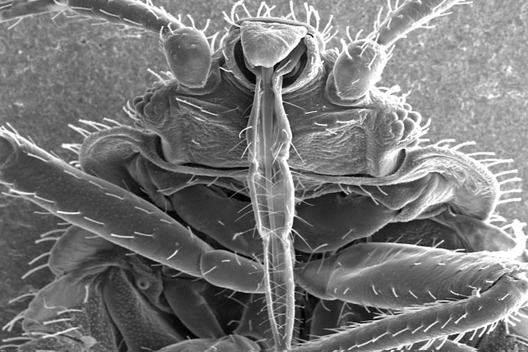 Philly's bedbug problem was ranked as one of the worst in the country according to an annual report from pest control company Orkin.