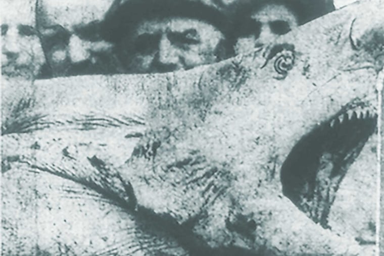 Caption from the Saturday, July 15, 1916 Philadelphia Inquirer front page: The head of the man-eating monster, showing its massive jaws and teeth. Some idea of the size of the shark’s head can be formed by a comparison of the heads of the men who are standing nearby.