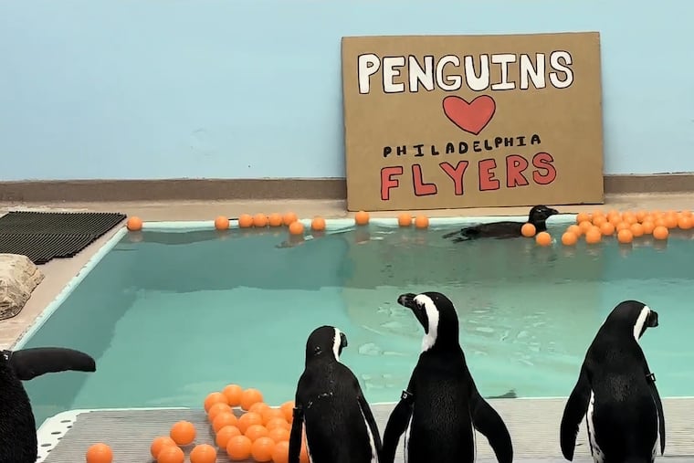 The Pittsburgh Penguins don't stand a chance in the heart of the Adventure Aquarium penguins. The Philly Flyers already occupy its chambers.