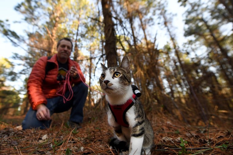 Steve Swartz walks his cat Buddy on a leash as he trains him to hike in the woods at the Apollo Park in Brogue, PA. Tuesday, Feb. 27, 2018.