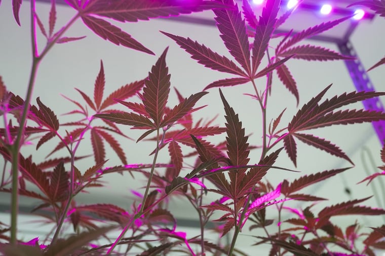 Marijuana leaves at Garden State Dispensary in Woodbridge, N.J., whose parent company, Franklin Labs, has just one of 12 licenses granted to grow medical marijuana in Pennsylvania.