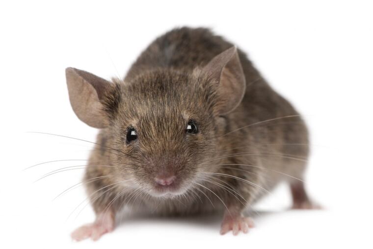 Victor and Comcast have developed technology to send trap information to smart phone apps.