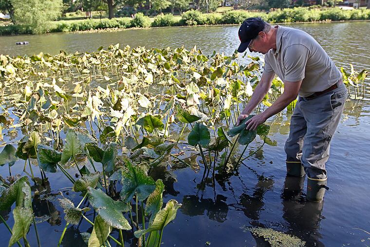 Mike Haberland, aquatic ecologist, visually checks a spatterdock plant to check for water lily beetle infestation in Newton Lake. MICHAEL BRYANT / Staff Photographer