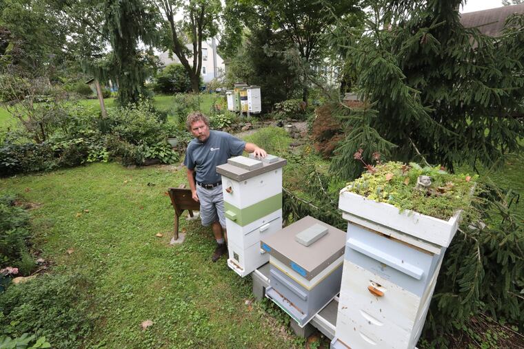 Keith Snyder tends to three of the hives he keeps in his Hatfield backyard. Some of Snyder's members complained about the bees, prompting a response from Hatfield's borough council.