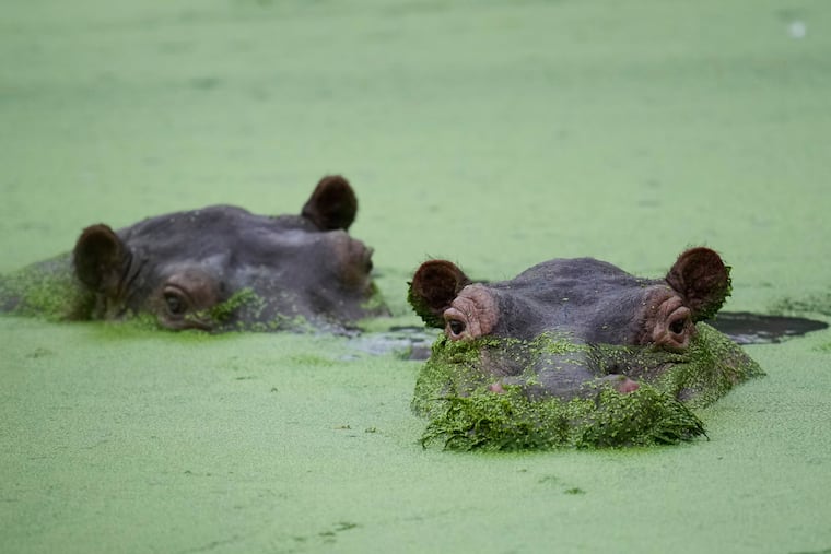 Hippos wallow at a lagoon in the Hacienda Napoles Park, once the private estate of drug kingpin Pablo Escobar, in Puerto Triunfo, Colombia, on April 24.
