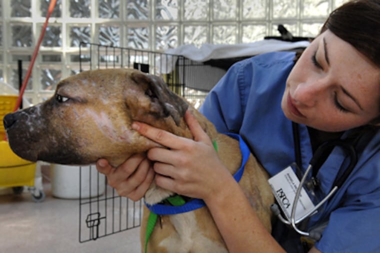 Angela Messer examines the damage caused by dogfighting on a pit bull seized in West Oak Lane. (Alyssa Cwanger/Staff Photographer)